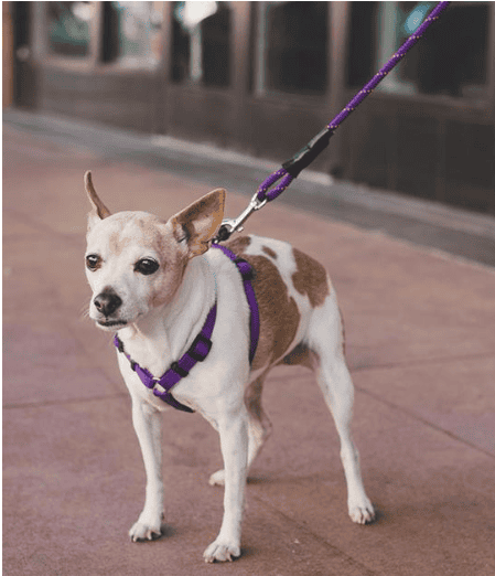 Adjustable dogs climbing ropes