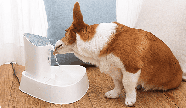 Pet dog water dispenser cat water dispenser