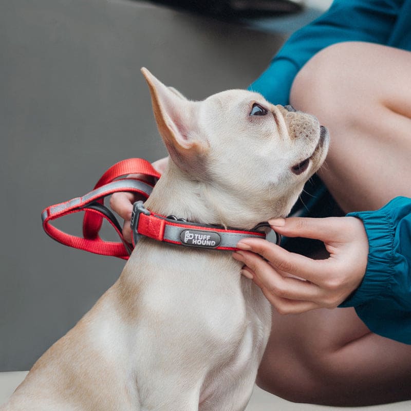 Dog Collar Reflective Full Neck Traction Set