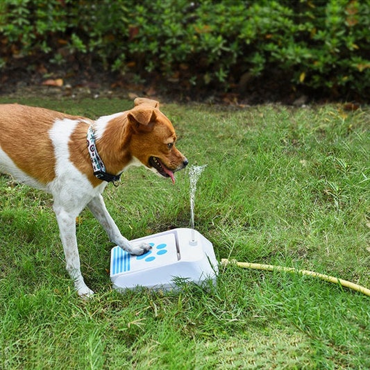 Water Feeder for Intellectual dogs